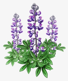 Lupine Bluebonnet Alaska Plant Violet - Lupine Png, Transparent Png, Free Download
