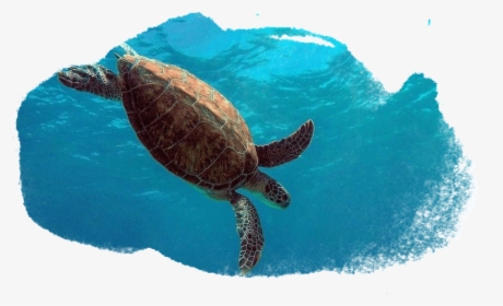 Hawksbill Sea Turtle, HD Png Download, Free Download
