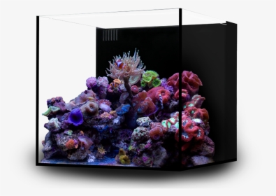 Marine Aquarium Cube Layout, HD Png Download, Free Download