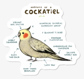 Body Parts Of A Cockatiel, HD Png Download, Free Download