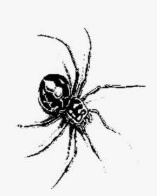 #tattoo #insect #spider, HD Png Download, Free Download