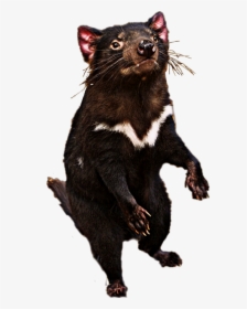 Tasmanian Devil Png, Transparent Png, Free Download