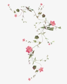 Flowers Background Png, Transparent Png, Free Download