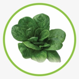 Spinach Md Circle, HD Png Download, Free Download