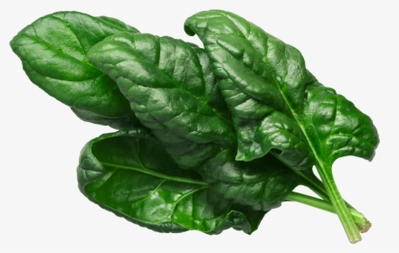 Spinach Leaf Png, Transparent Png, Free Download