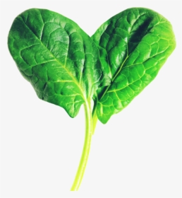 Picture Of A Fresh Spinach Leaf, HD Png Download, Free Download