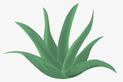 Aloe Vera, Plant, Green, Aloe, Vera, Leaf, Botany - Aloe Vera Animado Png, Transparent Png, Free Download