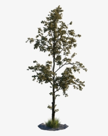 Low Quality Tree Png, Transparent Png, Free Download