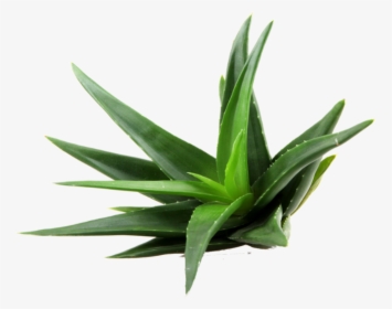 Aloe Png Clipart - Aloe Vera Plant Transparent, Png Download, Free Download