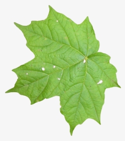 Plant Texture Png - Leaves Texture Png, Transparent Png, Free Download