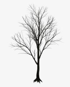 Bamboo Drawing Texture - Black Tree White Background, HD Png Download, Free Download