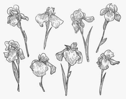Free Hand Drawn Flor Del Diafragma Vectores - Iris Flower Free Vector, HD Png Download, Free Download