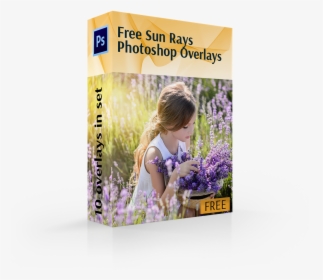 Sun Ray Overlay Cover Box Girl In Flowers - English Lavender, HD Png Download, Free Download