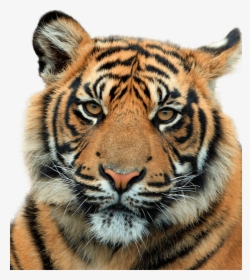 Cabeza De Tigre De Cerca - Tiger Head Png, Transparent Png, Free Download
