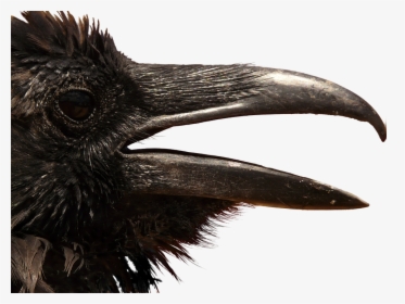 Cuervo, Png, Cabeza, Recorte, Gráficos, Animales - Mad Crow, Transparent Png, Free Download