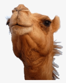 Camello Cabeza - Camel Head Png, Transparent Png, Free Download