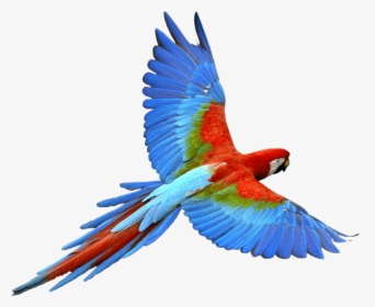 Flying Parrot Red Blue - Parrot Png, Transparent Png, Free Download