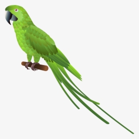 Green Parrot Png Clipart - Green Parrot Clip Art, Transparent Png, Free Download