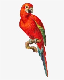 Macaw Bird Png Hd, Transparent Png, Free Download