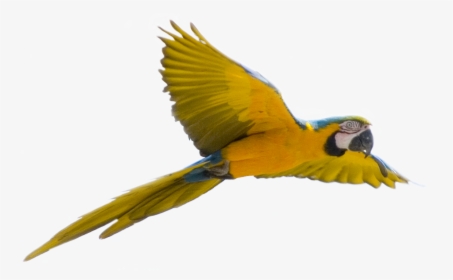 Parrot Bird Flight - Bird Transparent Background, HD Png Download, Free Download