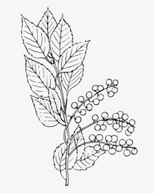 Chokecherry, Choke, Choking, Cherry, Tree, Plant - Chokecherry Drawing, HD Png Download, Free Download