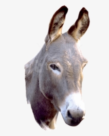 Donkey Png Picture - Donkey Png, Transparent Png, Free Download