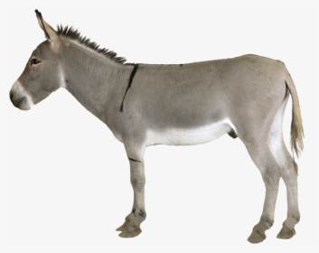 Transparent Burro Png - Donkey Png, Png Download, Free Download