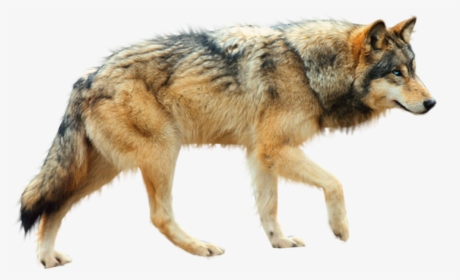 Transparent Background Wolf Png, Png Download, Free Download