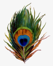 Peacock Feather Png Clipart - Drawings Of Peacock Feathers, Transparent Png, Free Download