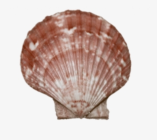Transparent Scallop Png - Scallops, Png Download, Free Download