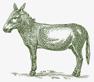 Donkey Ears Png, Transparent Png, Free Download