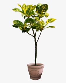 Png Plants Free Download, Transparent Png, Free Download