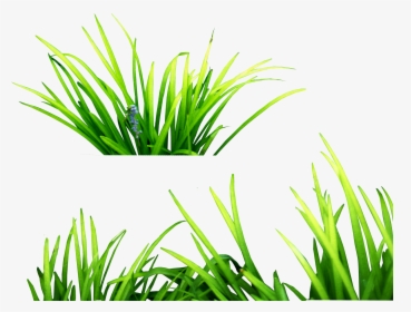 Photoshop Clipart Grass - Grass Png For Picsart, Transparent Png, Free Download