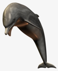 3d Dolphin Png - Dolphin 3d Png, Transparent Png, Free Download