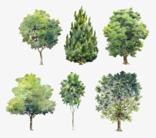 Trees Green Plants Beautiful Hand Painted Png - Trees Block For Photoshop, Transparent Png, Free Download