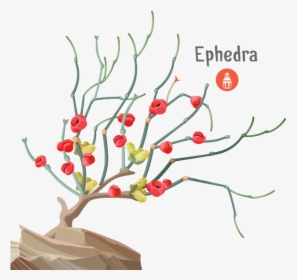 Ephedra Plant Growing In China And Being Used As Medicine - Ephedrine Plant Clipart, HD Png Download, Free Download