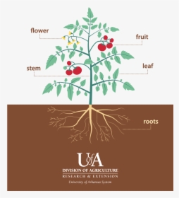 Parts Of A Tomato Plant Png - Part Of Tomato Tree, Transparent Png, Free Download