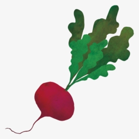 Save To Collection - Radish, HD Png Download, Free Download
