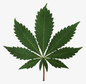 Weed Symbol Png - High Res Pot Leaf, Transparent Png, Free Download