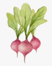 Radishes - 순무 일러스트, HD Png Download, Free Download