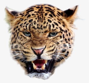 Angry Leopard Transparent Image Animal Graphic, HD Png Download, Free Download