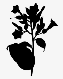 Tobacco Plant Silhouette Clip Arts - Tobacco Plant Transparent, HD Png Download, Free Download