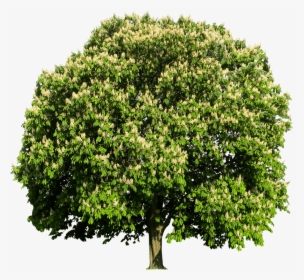 Chestnut Tree - Black Walnut Tree Utah, HD Png Download, Free Download
