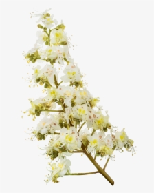White Chestnut Flower, HD Png Download, Free Download
