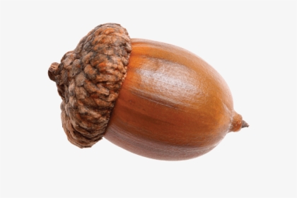 Acorn Png, Transparent Png, Free Download