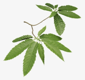 Sweet Chestnut, HD Png Download, Free Download