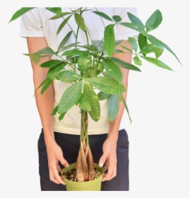 Money Tree "guiana Chestnut - Houseplant, HD Png Download, Free Download