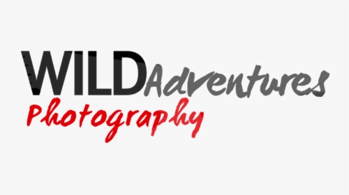 Photography Logo Png Hd - Calligraphy, Transparent Png, Free Download
