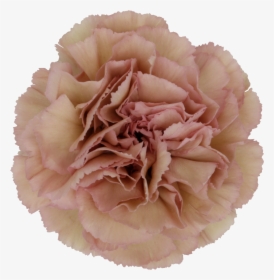 Dusty Pink Sim Carnation, HD Png Download, Free Download