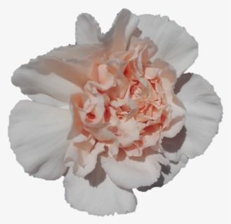 Transparent Carnations Png - Carnation, Png Download, Free Download